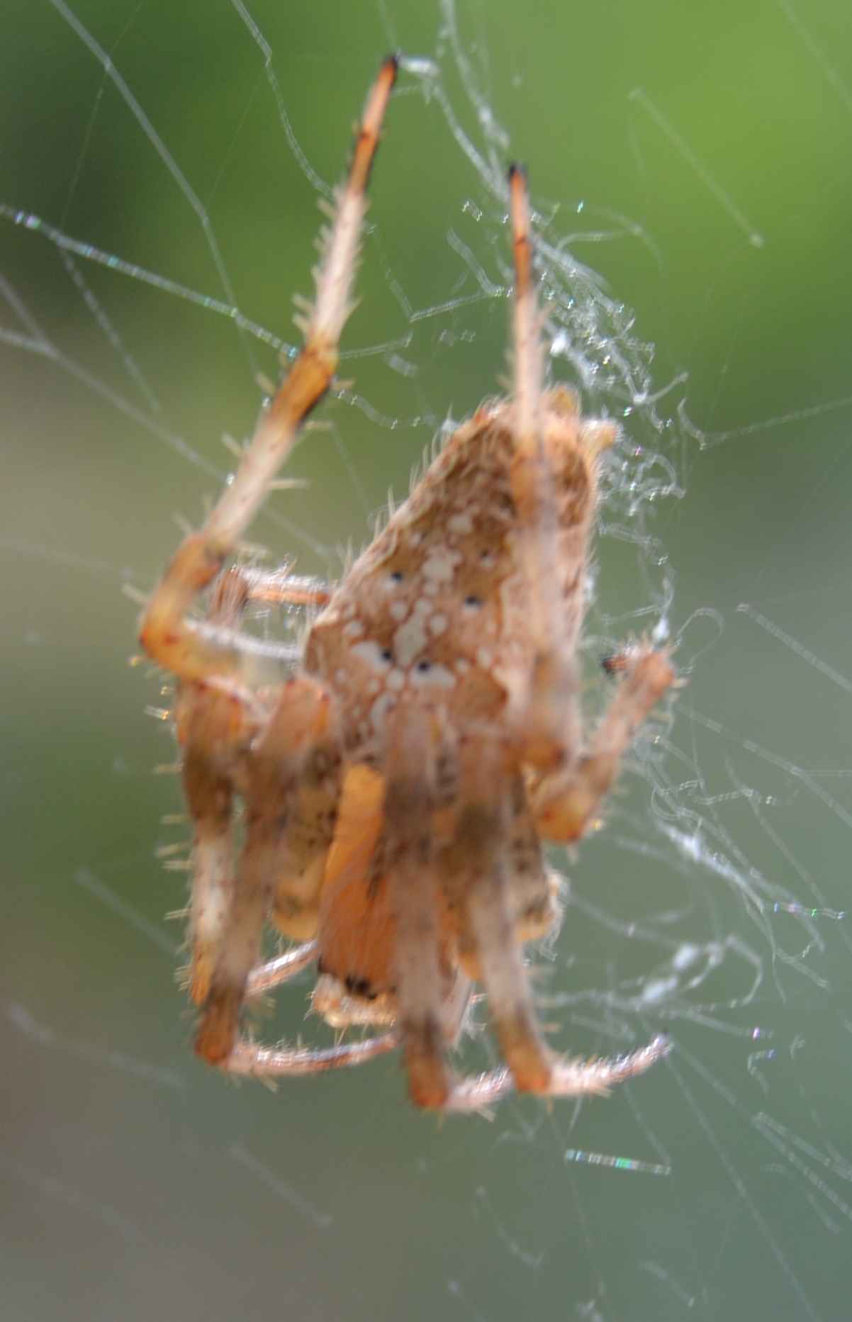 Araneus diadematus